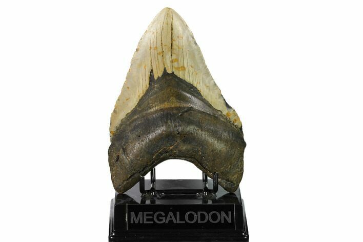 Huge, Fossil Megalodon Tooth - North Carolina #146782